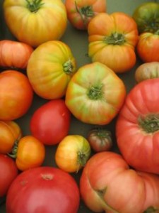 <b>Heirloom Tomatoes, GBE Organic</b>