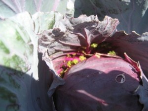 Cabbage Bugs