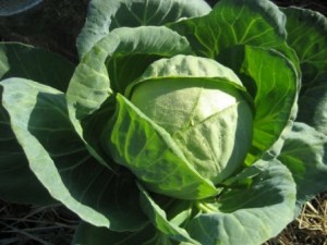 Cabbage at Local Delicious