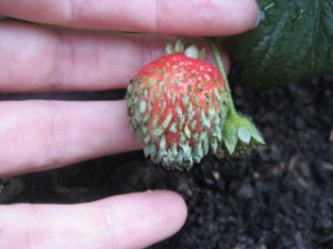Sprouting Strawberry 