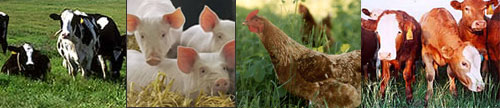 Organic Livestock Management