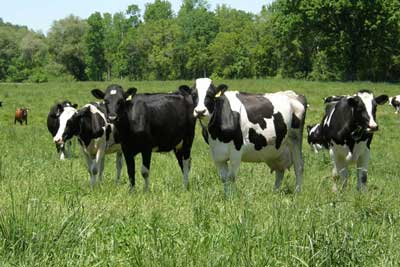 dairy-cows-in-field